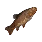 Filling Large Grilled Fish