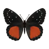 Crimson Patch Butterfly