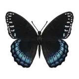 Diana Fritillary Butterfly