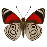 Eighty-eight Butterfly