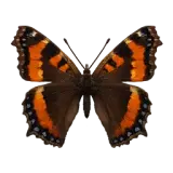 Flame-Bordered Butterfly