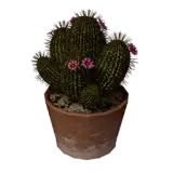 Flower-Decorated Cactus Pot