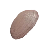 Freshwater Clam