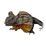 Frilled-neck Lizard