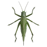 Grasshopper