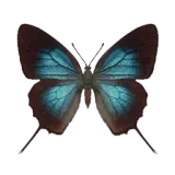 Great Purple Hairstreak Butterfly