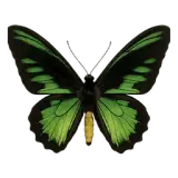 Green Birdwing Butterfly