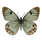 Green Sulphur Butterfly