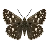 Grizzled Skipper Butterfly