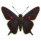 Guava Skipper Butterfly