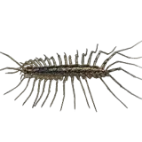 House Centipede