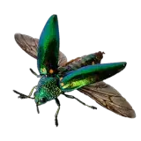 Jewel Beetle