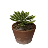 Leafy Pot