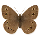Little Wood Satyr Butterfly