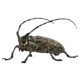 Longhorn Beetle