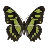 Malachite Butterfly