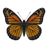 Monarch Butterfly