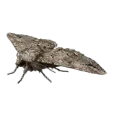 Mountain Moth