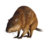 Muskrat