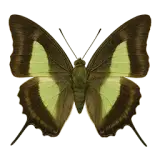 Nawab Butterfly
