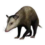 Opossum