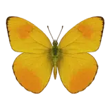 Orange-Barred Sulphur Butterfly