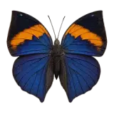 Orange Oakleaf Butterfly