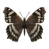 Ornythion Swallowtail Butterfly