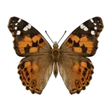Painted Lady Butterfly