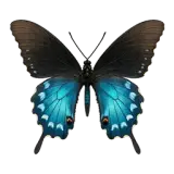 Pipevine Swallowtail Butterfly