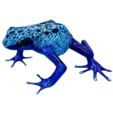 Poison Frog