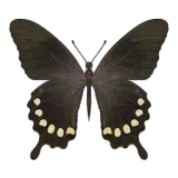 Polydamas Swallowtail Butterfly