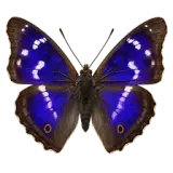 Purple Emperor Butterfly