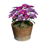 Purple Gerbera Flower Pot