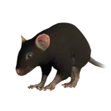 Rat