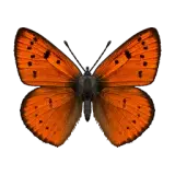Red Lycaenid Butterfly