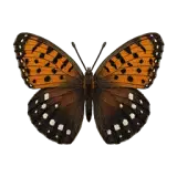 Regal Fritillary Butterfly