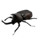 Rhinoceros Beetle