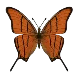 Ruddy Daggerwing Butterfly