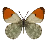 Scarlet Leafwing Butterfly