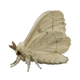 Silkworm Moth