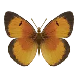 Sleepy Scarlet Butterfly