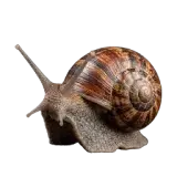 Snail