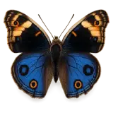 Southern Blue Peacock Butterfly