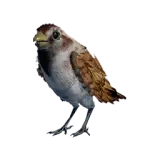 Sparrow