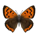 Spotted Lycaenid Butterfly