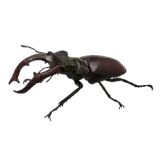 Stag Beetle