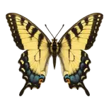 Swallowtail