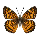 Theona Checkerspot Butterfly