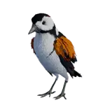 Three-Toed Woodpecker